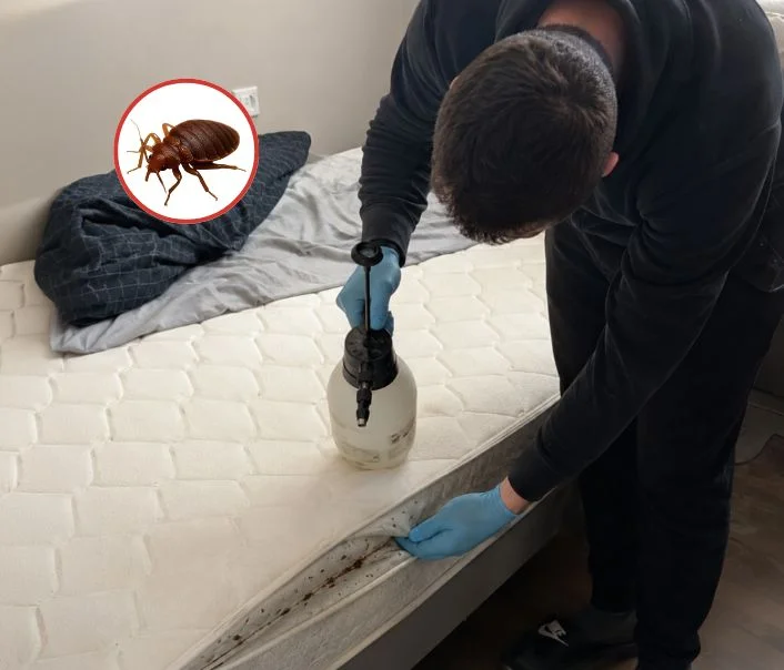 Technicien traitant un matelas contre les punaises de lit à Bezons